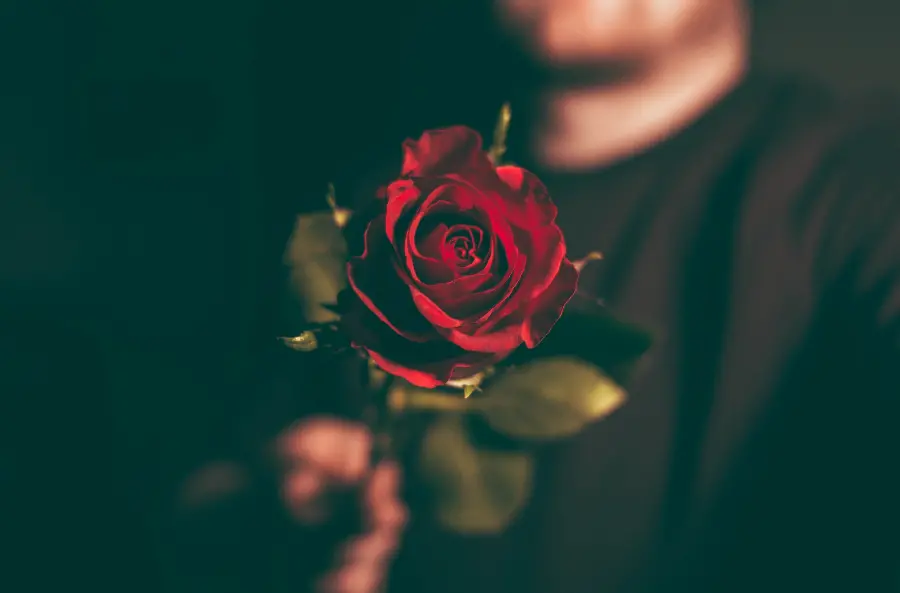 New Romantic Red Rose Best Quality Photo