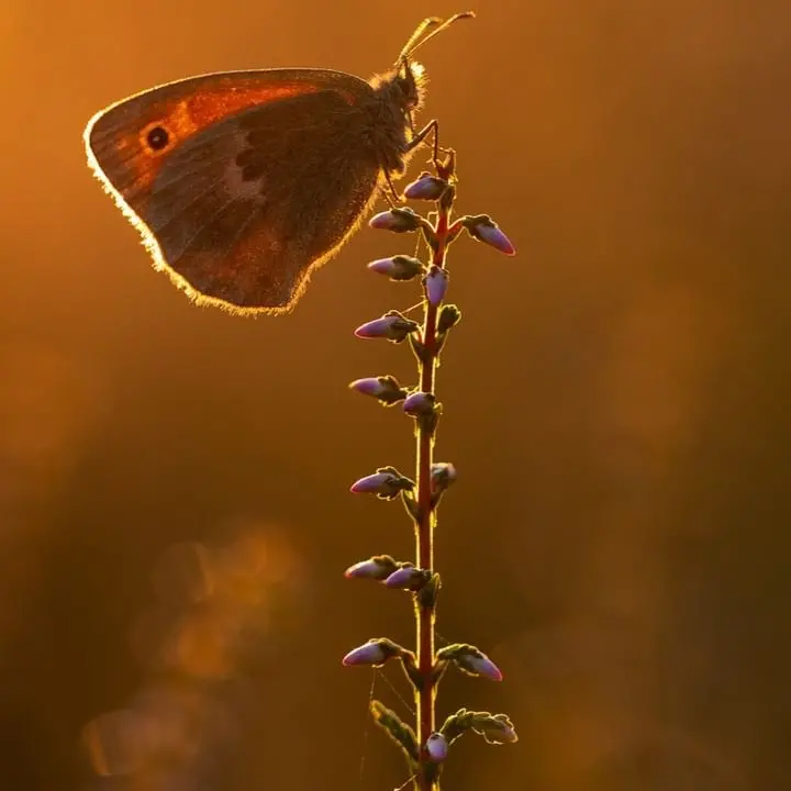 Download Beautiful Butterfly For WhatsApp Profile Photo