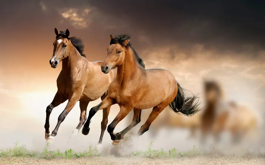 High Quality Horse Photo