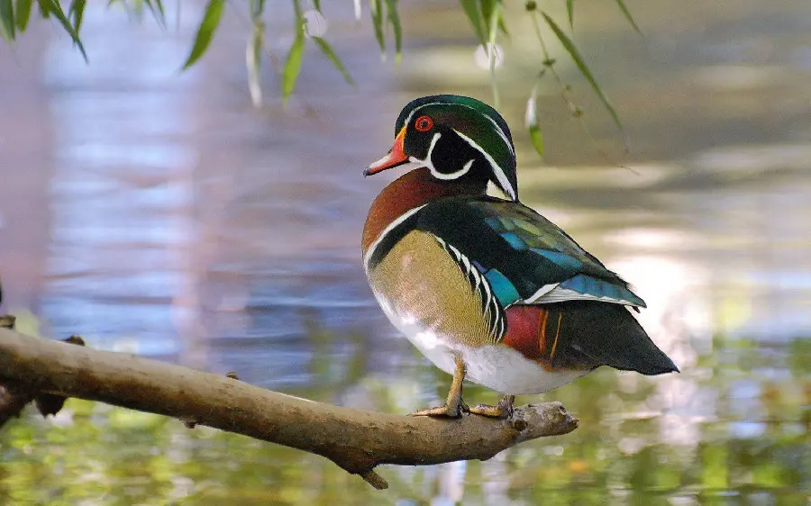 Colorful Beautiful Duck Photo Series for Nature Art