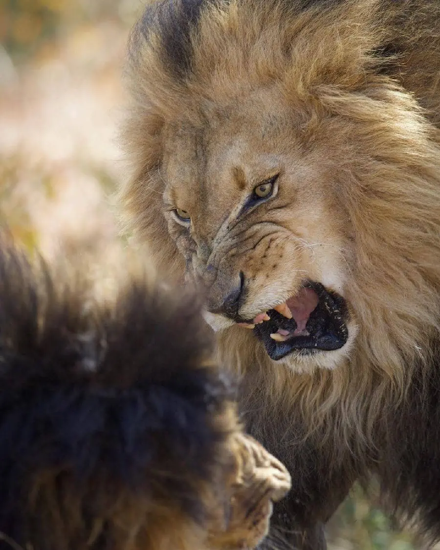 Attractive and Stunning Photo of an Angry and Majestic Lion
