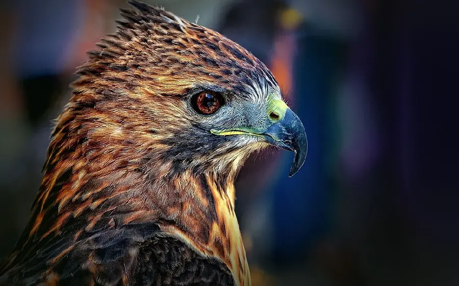 Golden Eagle Wallpaper for Desktop Backgrounds