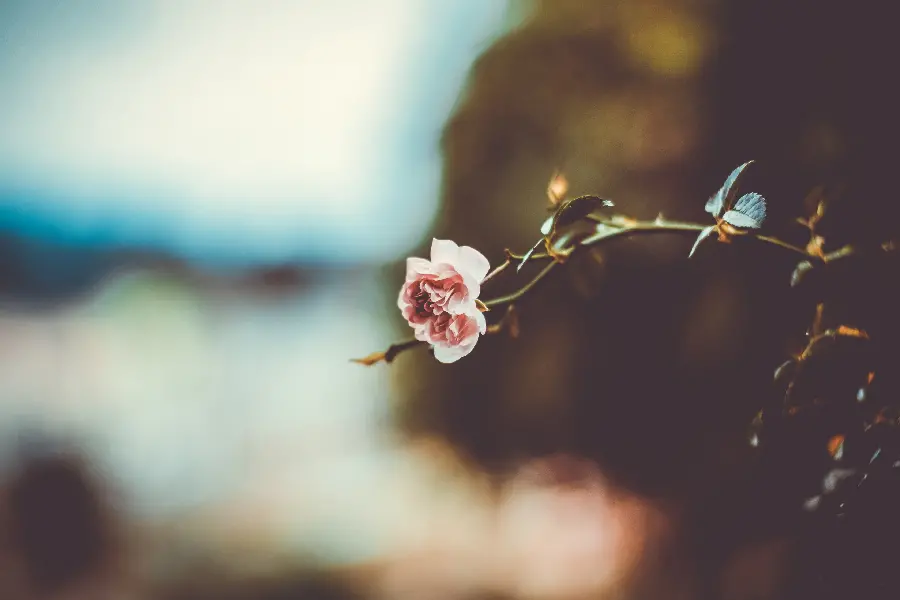 Beautiful Pink Rose Image for Desktop Background