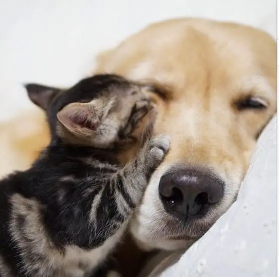Kitten in Dogs Arms Adorable Interspecies Photo