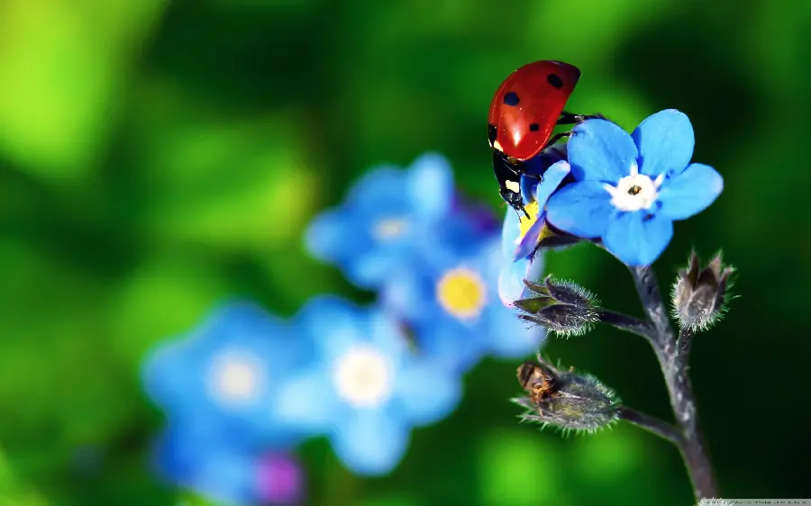 High Quality Ladybug Photo - Detailed Macro Shot