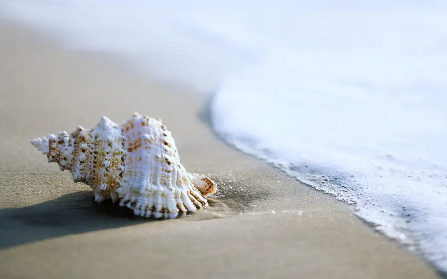 Live Seashell Vibrant Photo