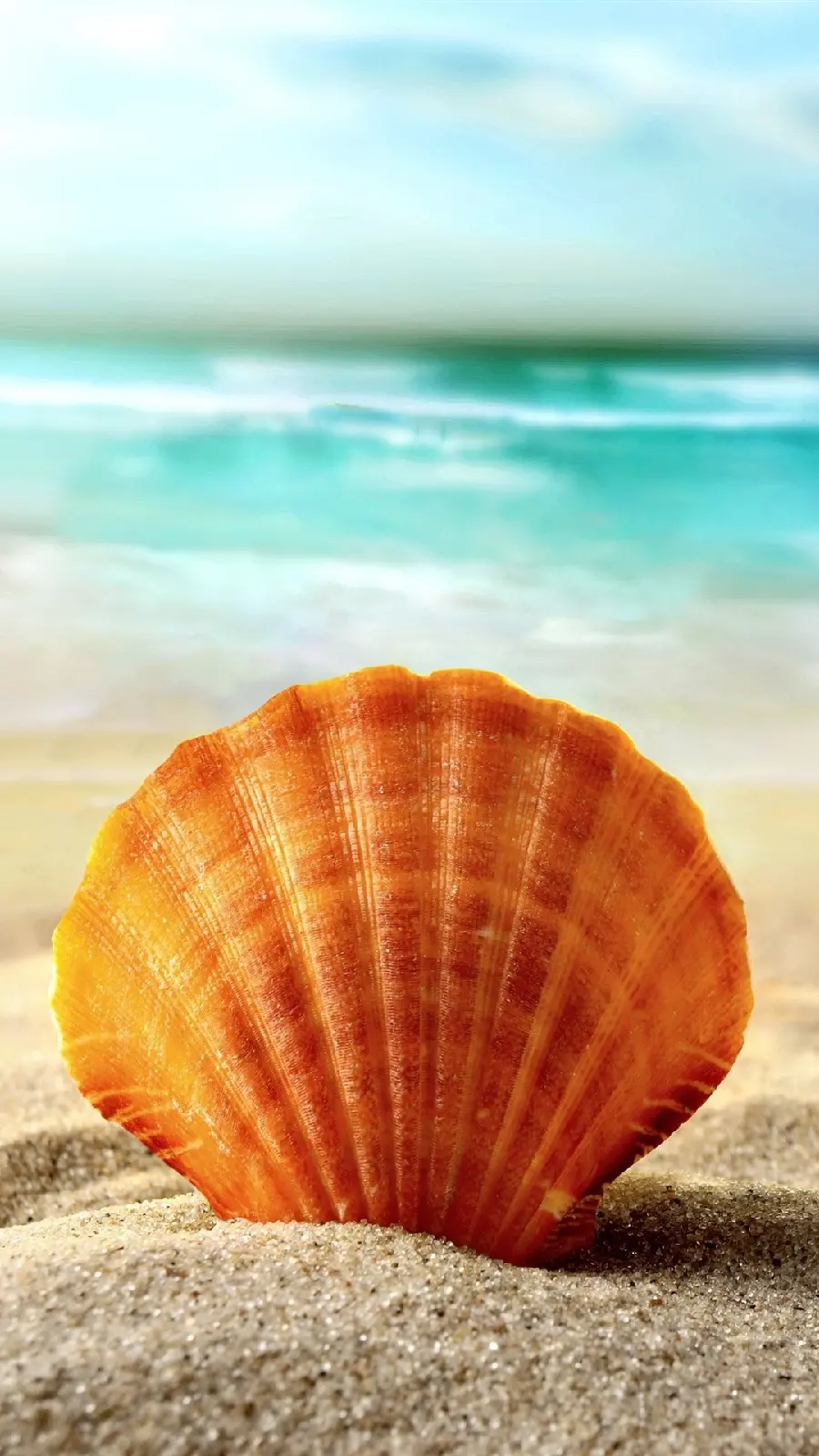 Stunning Seashell HD Image