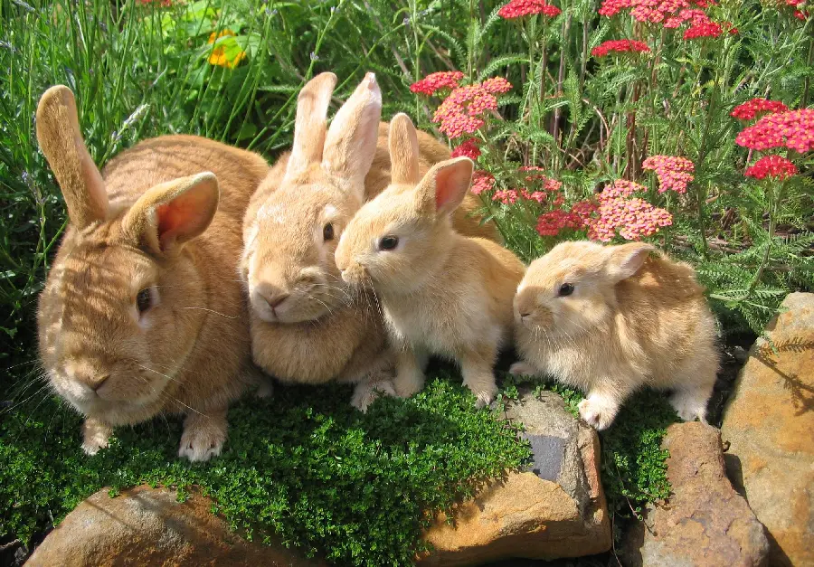 Baby Rabbit High-Resolution Photo