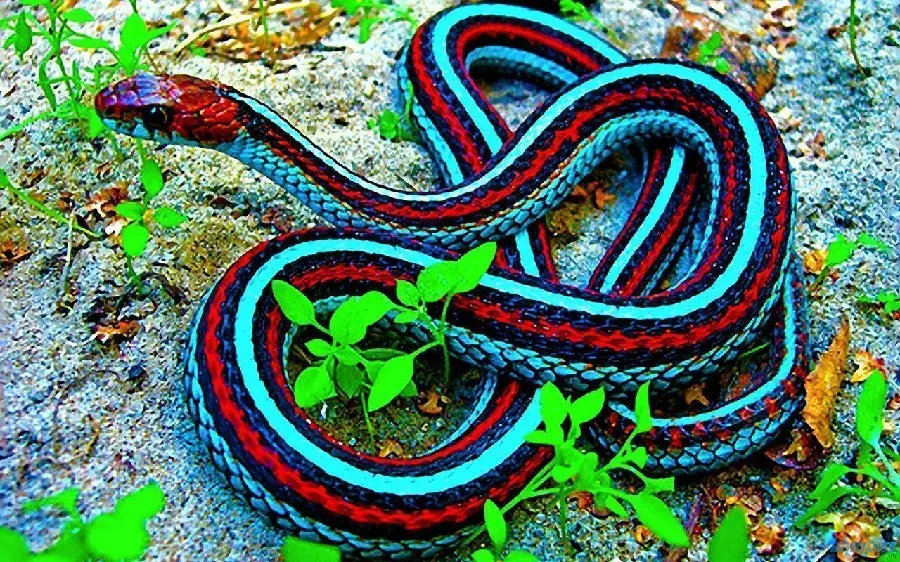 Colorful Snake HD Photo Vibrant
