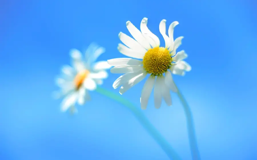 Chamomile flower wallpaper for Windows background