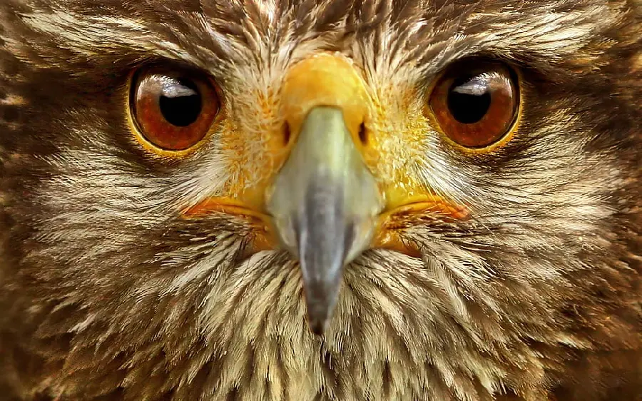 Golden Eagle Background for Screens and Devices