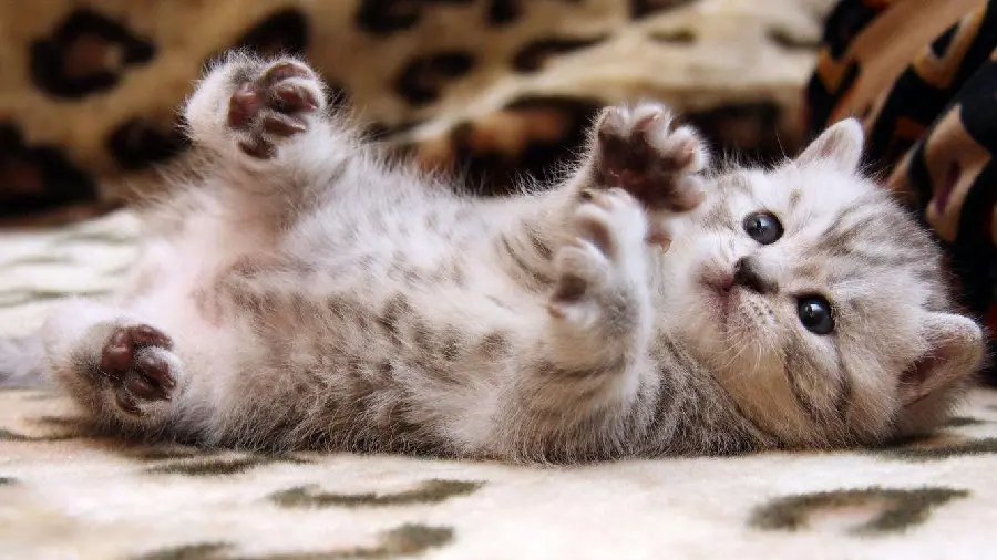 Hilariously Funny Kitten Picture Perfect For Profile Photos