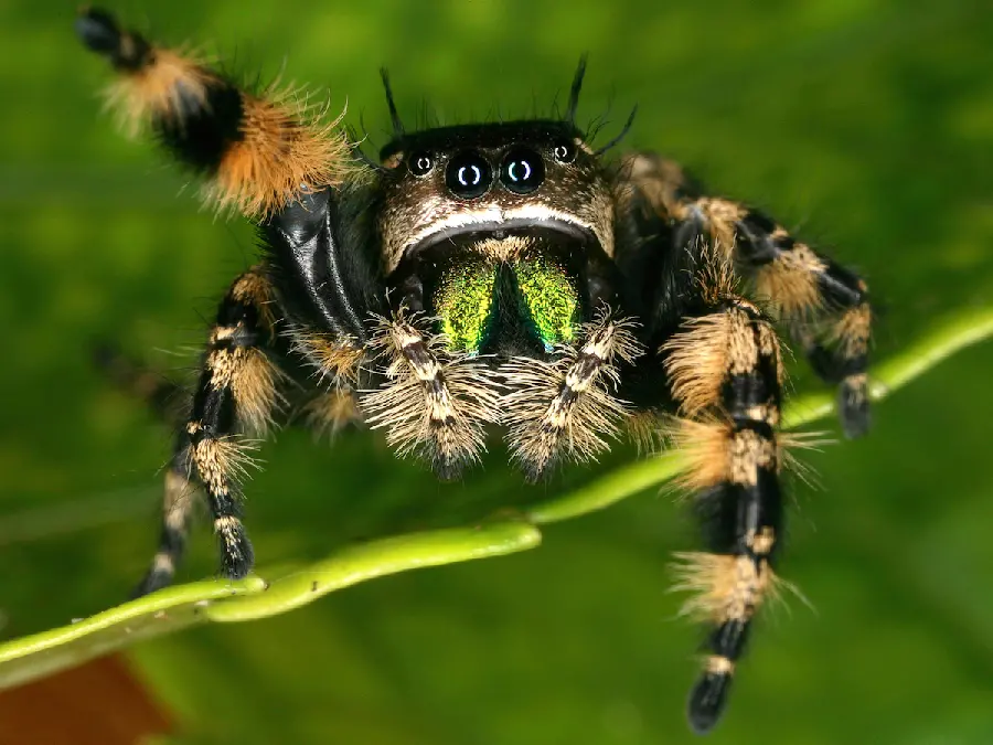 Giant Spider Photo Showcasing Its Impressive Size and Features