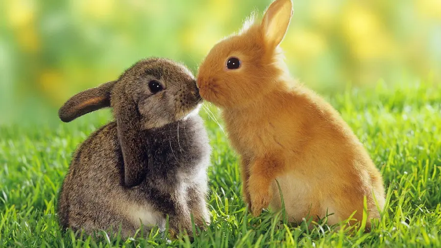 Miniature Rabbit HQ Picture Download