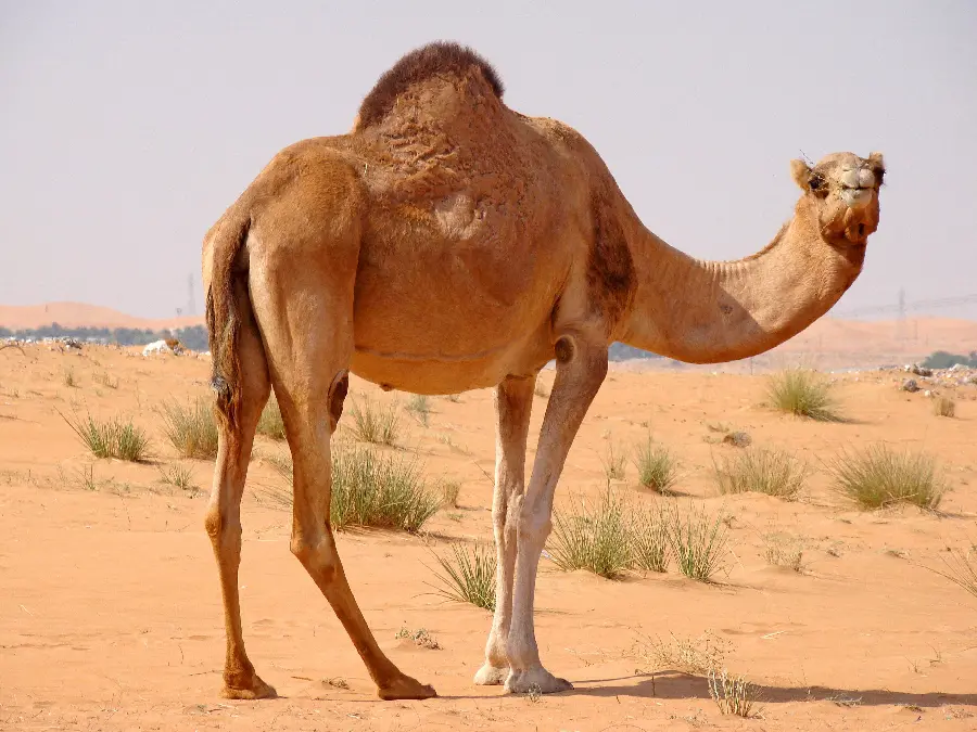 Powerful Male Camel Photo In High Resolution Quality