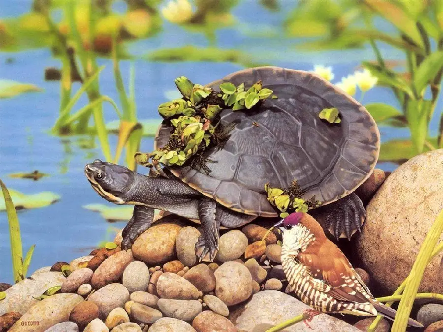 Turtle Drawing High Quality Photo