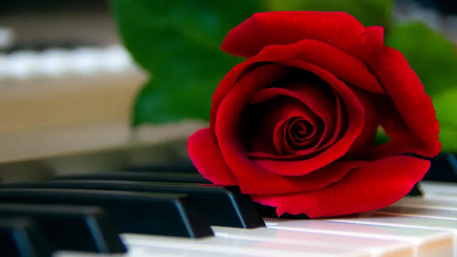 High Quality Red Rose Phone Wallpaper