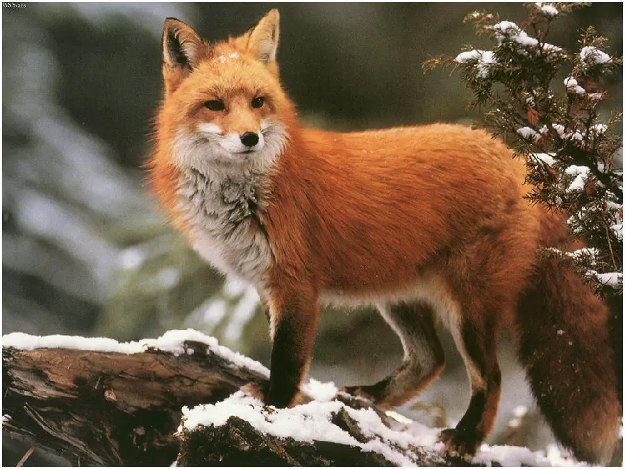 Wild Red Fox HQ Snapshot Download