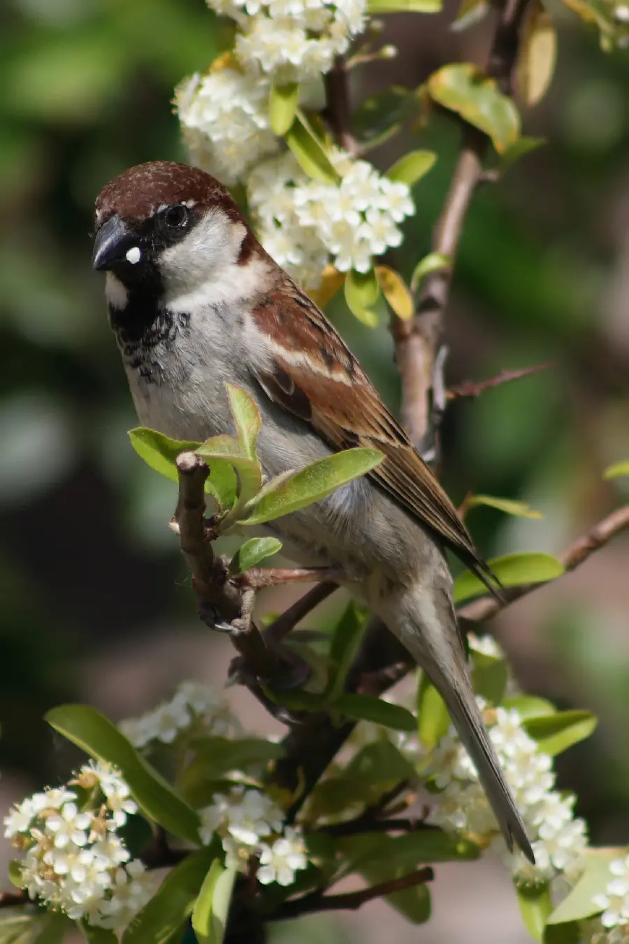Italian sparrow species high quality photo