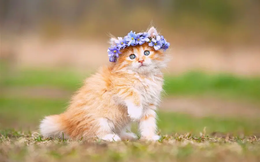 Fantasy Style Cat Profile Picture In High Quality Definition