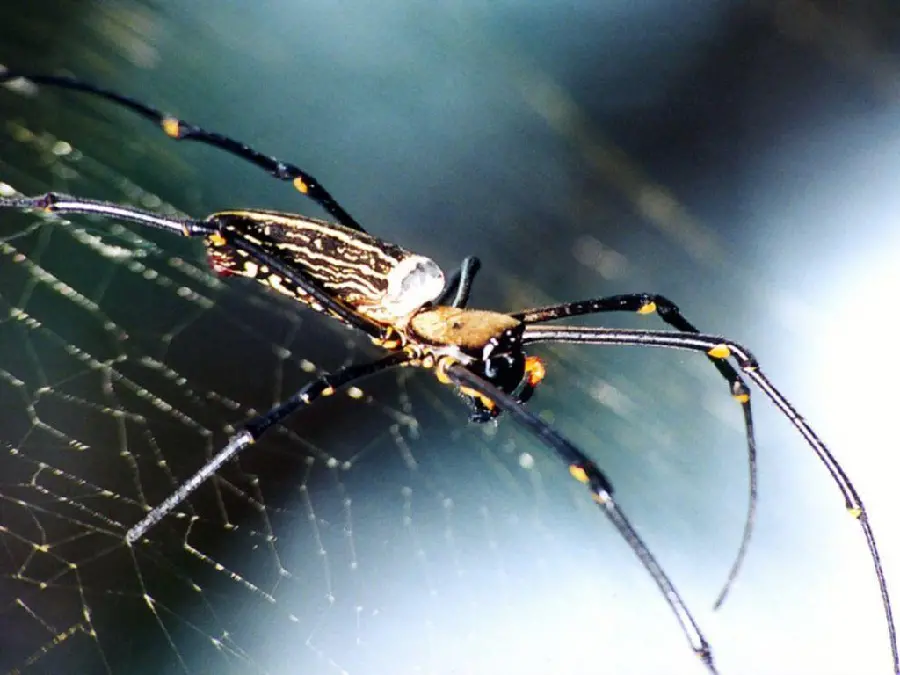 High Quality Spider Image for Educational and Scientific Purposes