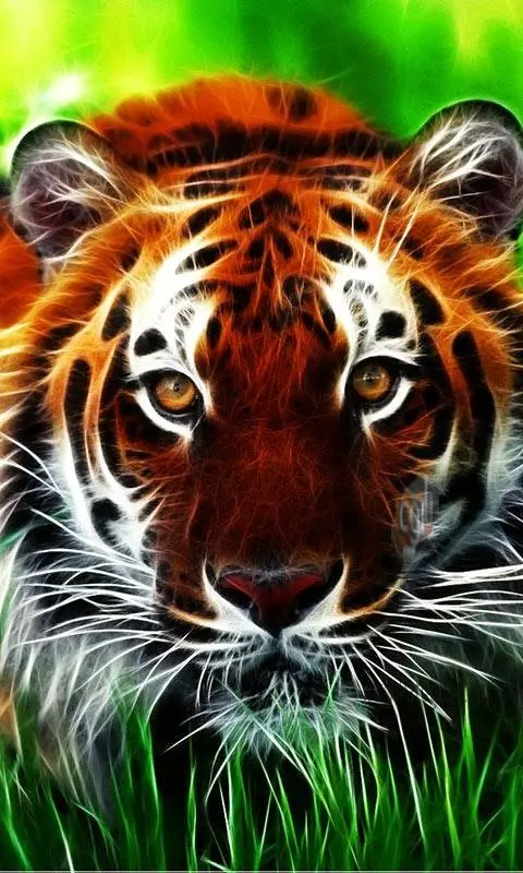 Tiger Wallpaper and Phone Background in 4K Quality