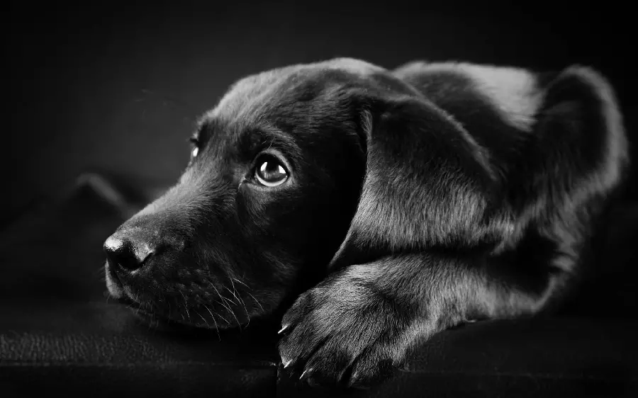 Beautiful black puppy wallpaper