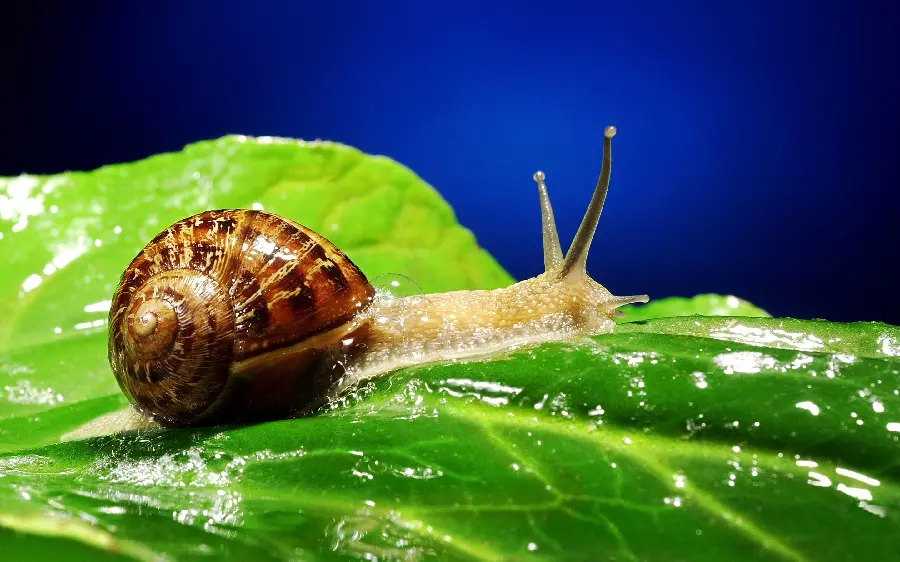 Garden Snail Close Up Photo HD
