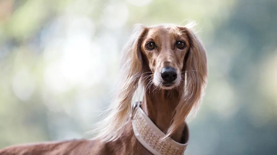 Interesting Saluki dog photo in full HD quality