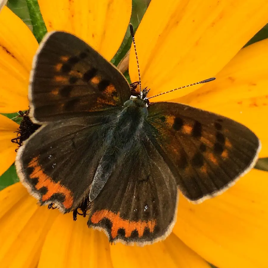 Download Butterfly Photo For Telegram Profile Picture