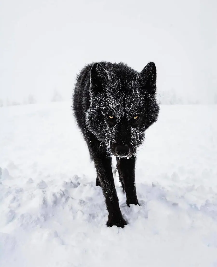 High Quality Wild Black Wolf Wallpaper Showing Expressions