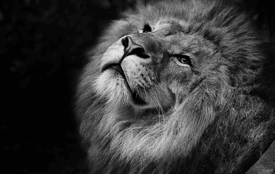 Black and White Lion Background for Phone in HD Quality