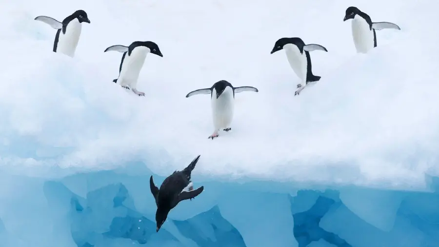 Beautiful Penguin Photos in HD Quality