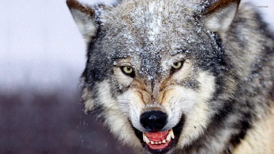 Beautiful Wild Wolf HD Photo Majestic Creature