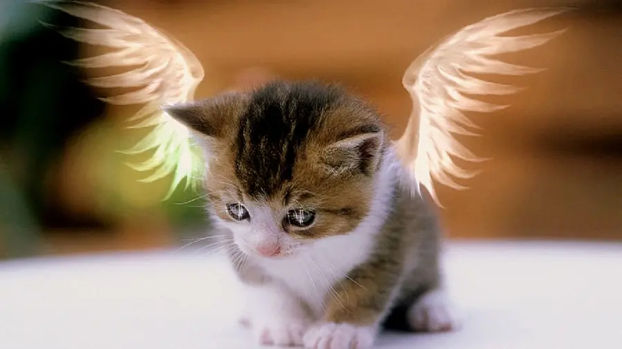 Girly Cat Profile Picture for WhatsApp