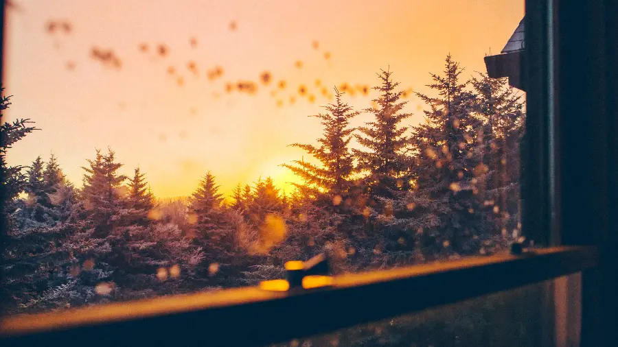 Trees through window wallpaper for Windows desktop
