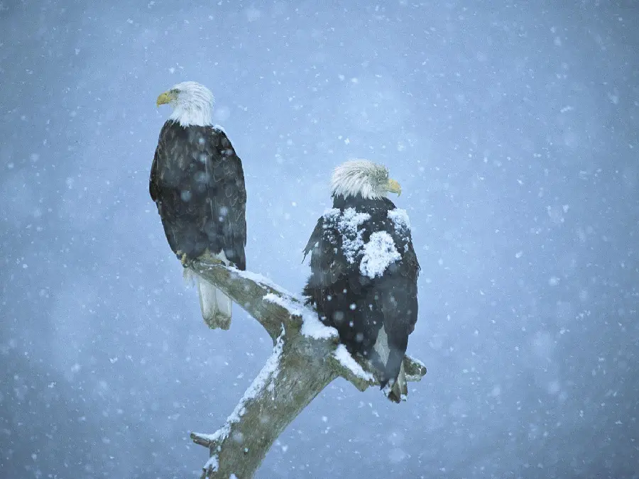 Eagle in Winter Photo Highlighting Its Resilience