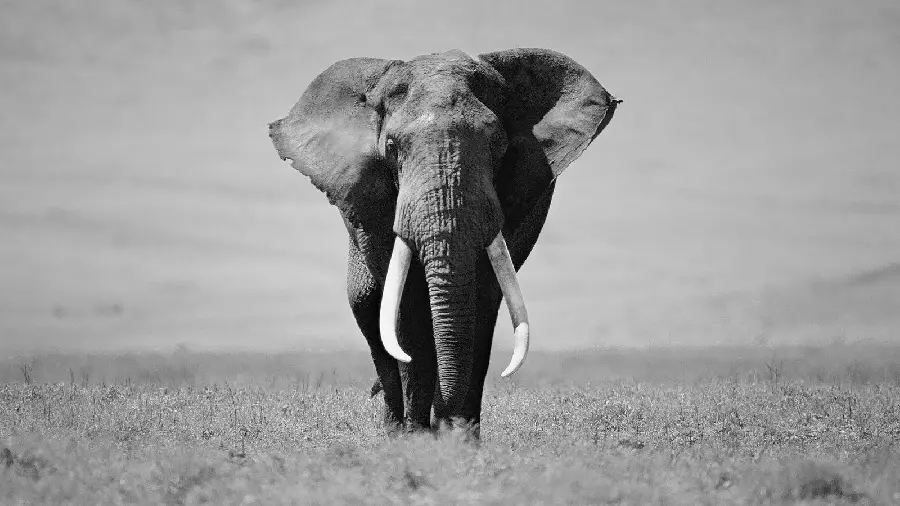 Artistic Black And White Elephant Image For Wallpaper
