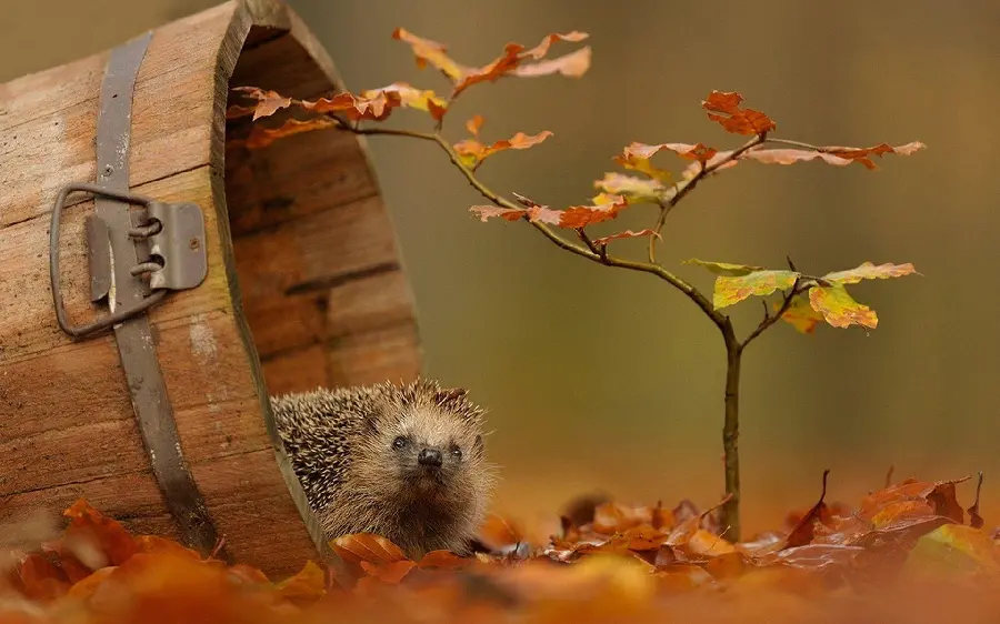 Hedgehog Photo and Wallpaper in High Quality