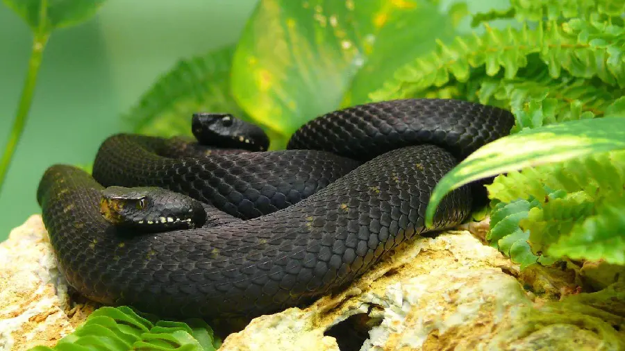 Black Scary Snake HD Photo
