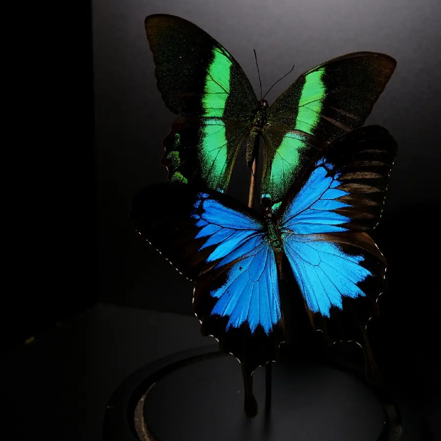 High Quality Blue Butterfly Wallpaper