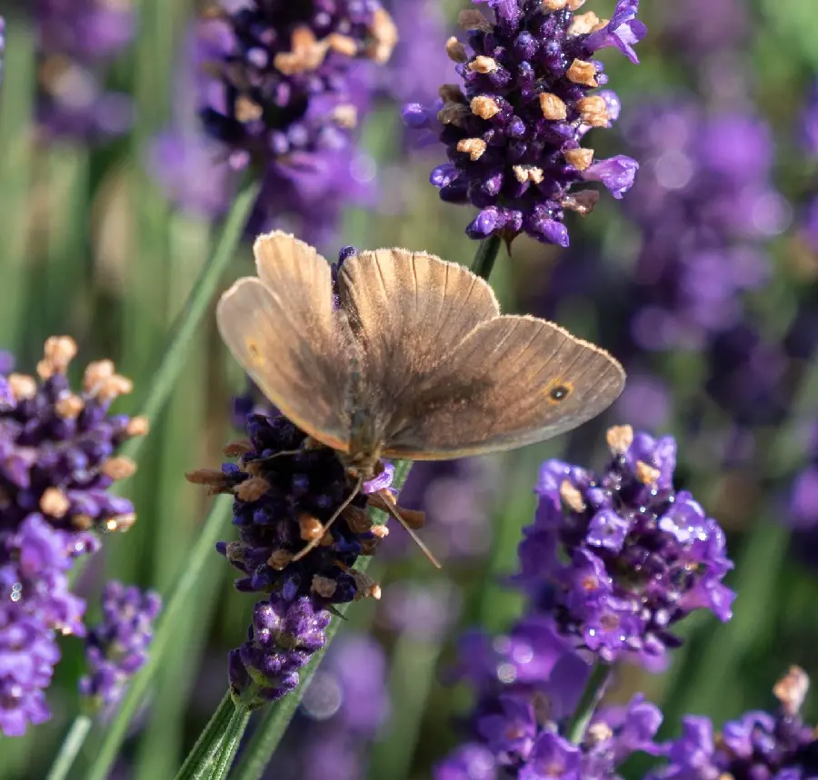 Download Butterfly On Flower Image For Romantic Quotes