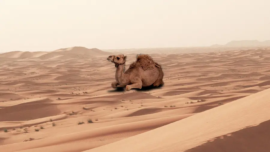 Majestic Iranian Male Camel Photo In High Quality Definition
