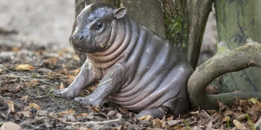 Baby Hippopotamus High Quality Wildlife Image