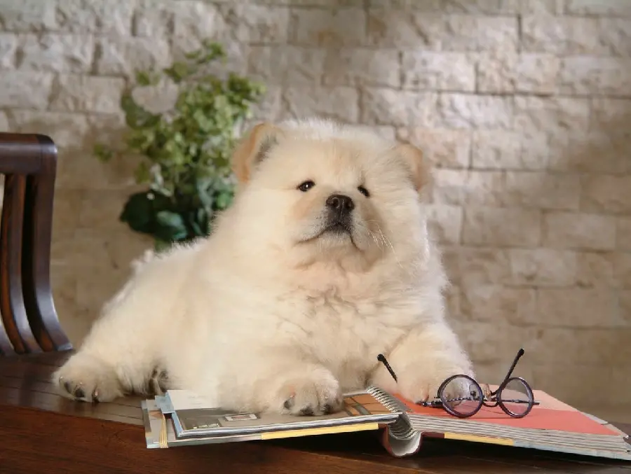 Cute Chow Chow Profile Picture HD