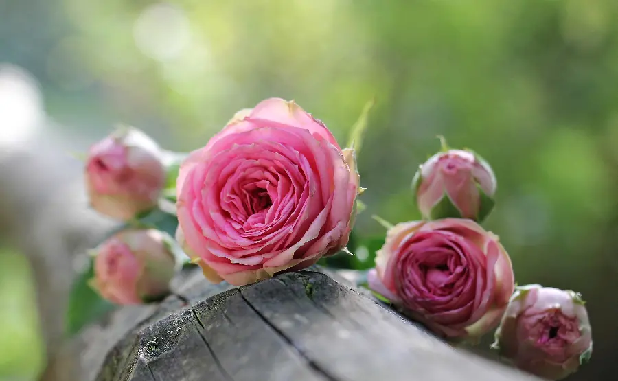 Pink Rose Picture for Social Media Profiles
