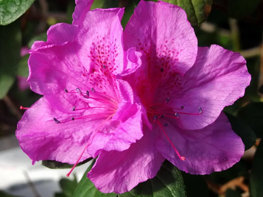 Wallpaper of pink azalea flower close-up in HD quality