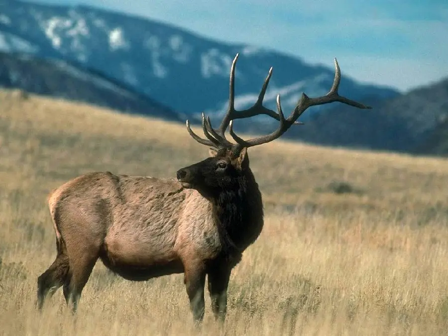 Moose northern deer photo HD quality