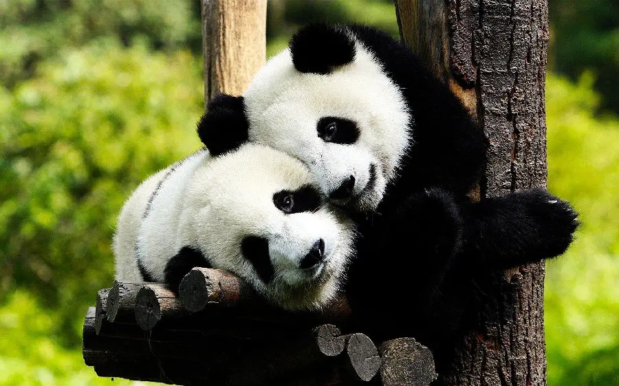 Funny High Quality Panda Picture