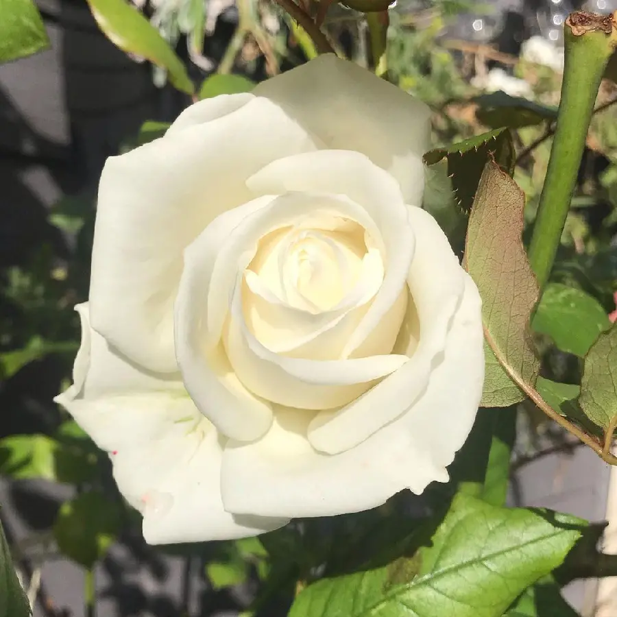 Single Stem White Rose High Quality